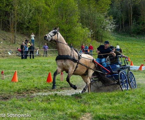 2026.05.10 - 10. ZAWODY ZAPRZĘGÓW KONNYCH (fot. Elżbieta Sosnowski)