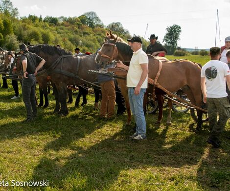 2026.05.10 - 10. ZAWODY ZAPRZĘGÓW KONNYCH (fot. Elżbieta Sosnowski)