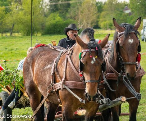 2026.05.10 - 10. ZAWODY ZAPRZĘGÓW KONNYCH (fot. Elżbieta Sosnowski)