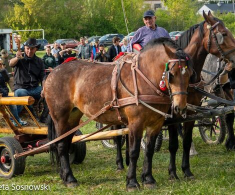 2026.05.10 - 10. ZAWODY ZAPRZĘGÓW KONNYCH (fot. Elżbieta Sosnowski)