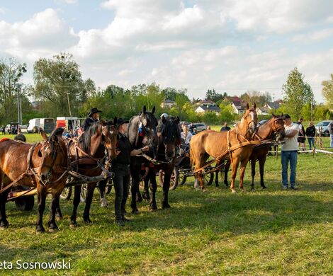 2026.05.10 - 10. ZAWODY ZAPRZĘGÓW KONNYCH (fot. Elżbieta Sosnowski)