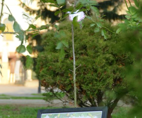 100 LAT NIEPODLEGŁEJ