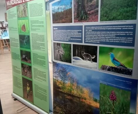 WYSTAWA "NATURA 2000 - LUBELSKIE"