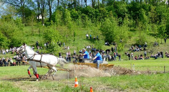 VII ZAWODY ZAPRZĘGÓW KONNYCH