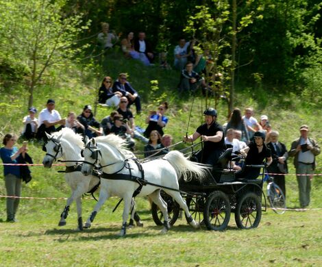 VII ZAWODY ZAPRZĘGÓW KONNYCH