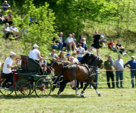 VII ZAWODY ZAPRZĘGÓW KONNYCH