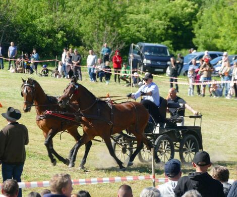 VIII WYŚCIGI ZAPRZĘGÓW KONNYCH