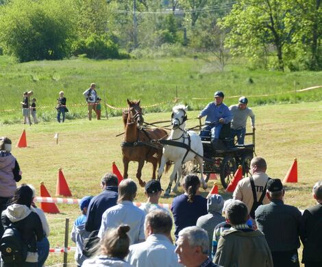 VIII WYŚCIGI ZAPRZĘGÓW KONNYCH