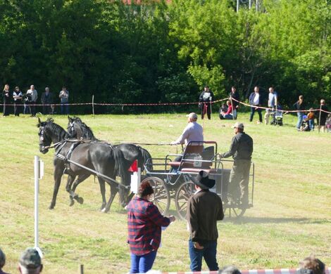 VIII WYŚCIGI ZAPRZĘGÓW KONNYCH