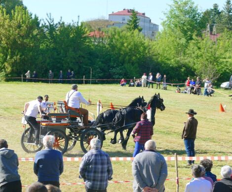 VIII WYŚCIGI ZAPRZĘGÓW KONNYCH