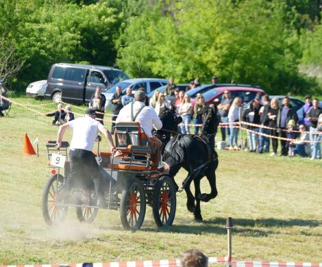 VIII WYŚCIGI ZAPRZĘGÓW KONNYCH